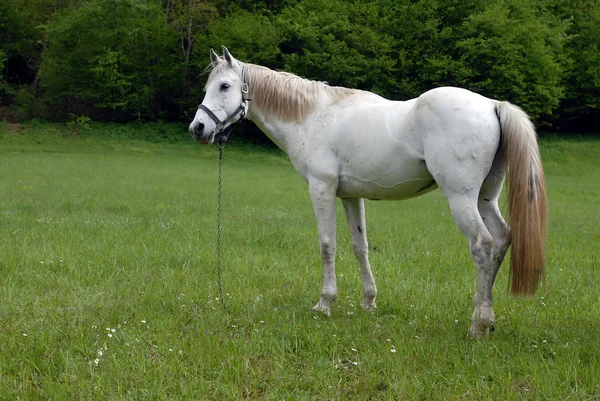 Vackra vita hästen — Stockfoto