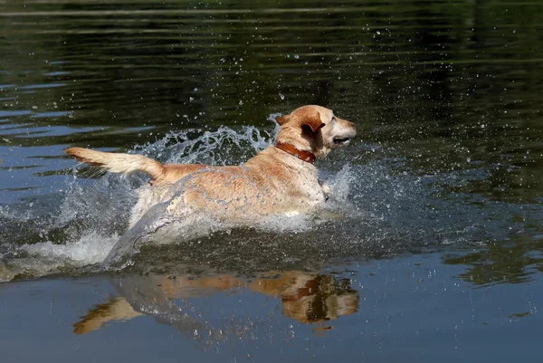Gele labrador retriever hond — Stockfoto