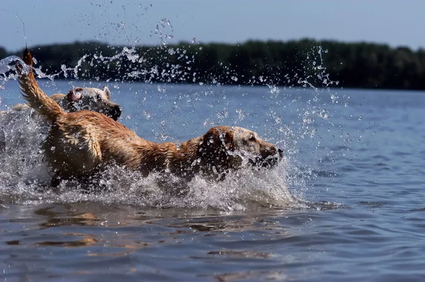Labrador jumping into the water — Stock Photo, Image