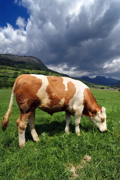 Bull in a grass field — Stockfoto
