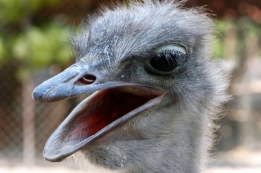 Ostrich, close-up clipart