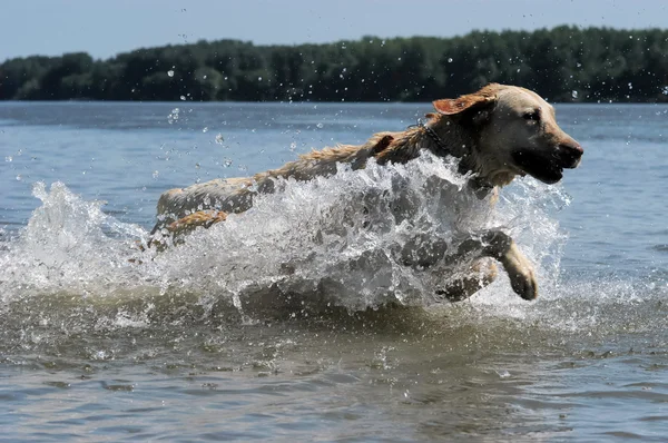 Pies Labrador, skoki do wody — Zdjęcie stockowe