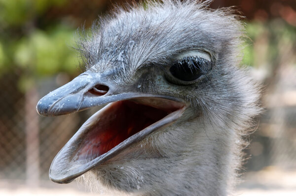 Ostrich, close-up