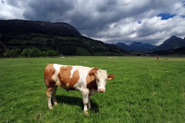 Bull in a grass field — Stok fotoğraf