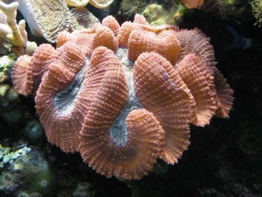Pink coral reef