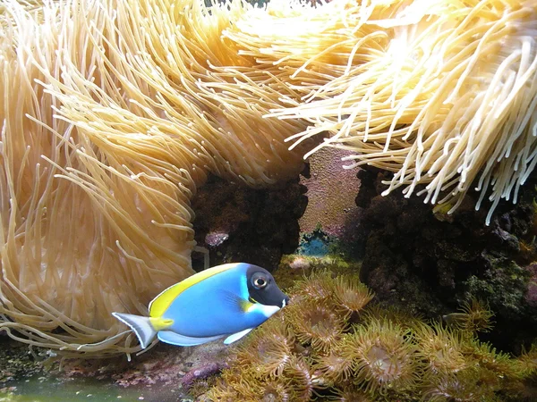 Poissons bleus et récifs coralliens — Photo