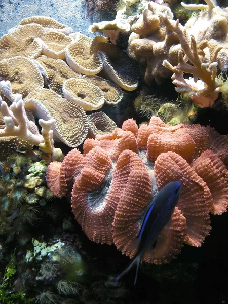 Mercan resifi ve balık — Stok fotoğraf