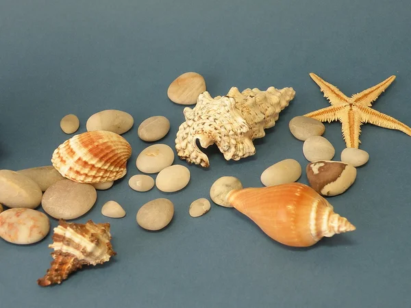 貝殻や石 — ストック写真
