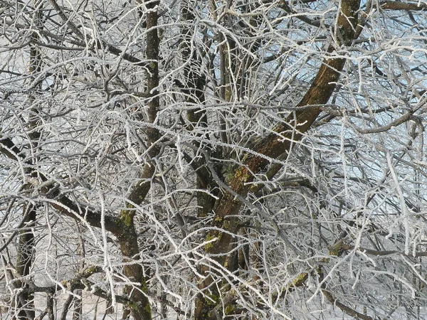 Árboles helados de invierno — Foto de Stock
