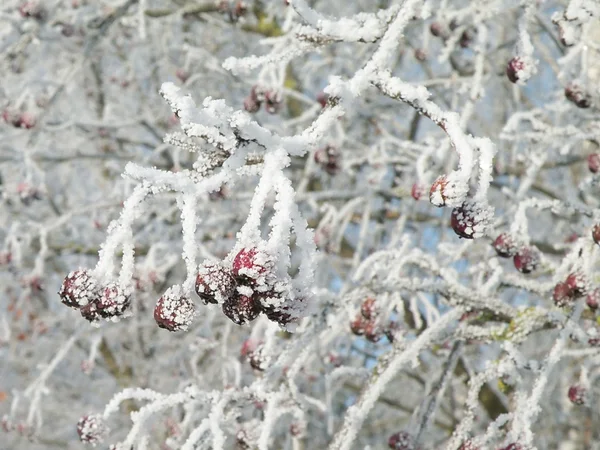 Frostiga hagtorn — Stockfoto