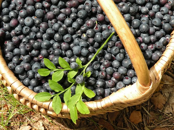 Bilberries — Stock Photo, Image