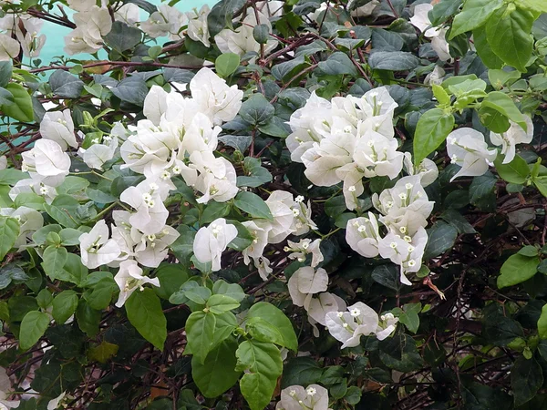 Fehér bougainvillea virágok — Stock Fotó