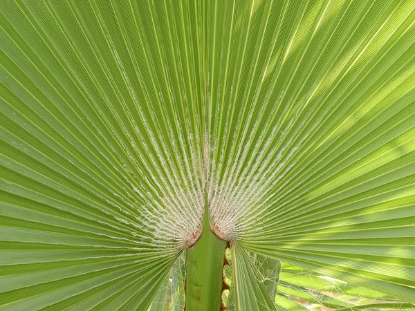 Folha de palma — Fotografia de Stock