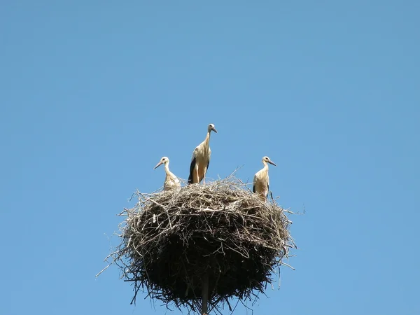 stock image Storks