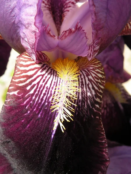 Violette Irisblüte — Stockfoto