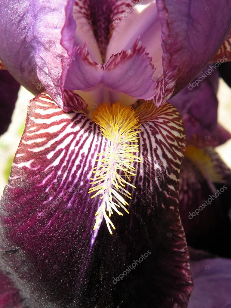 Flor de iris violeta fotos de stock, imágenes de Flor de iris violeta sin  royalties | Depositphotos