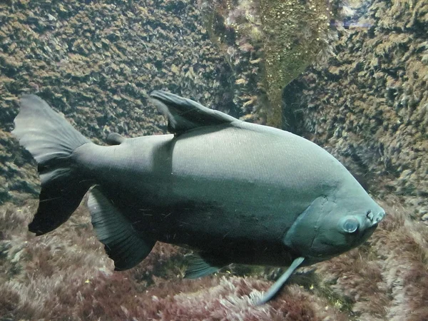 魚ピラニア — ストック写真