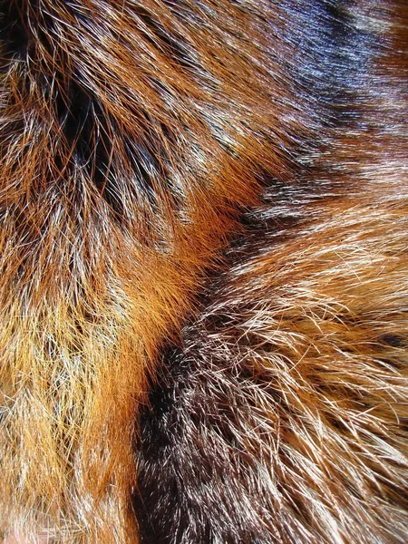 キツネの毛皮 — ストック写真