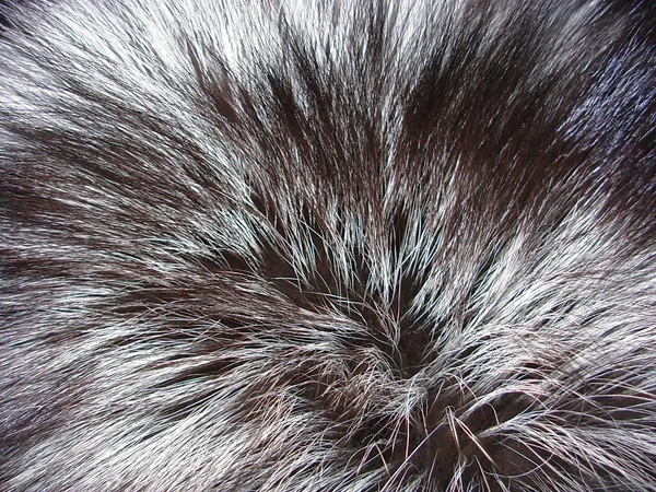 Pelliccia di volpe argento — Foto Stock