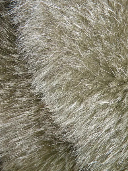 銀の毛皮 — ストック写真