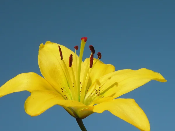 노란 백합 — 스톡 사진