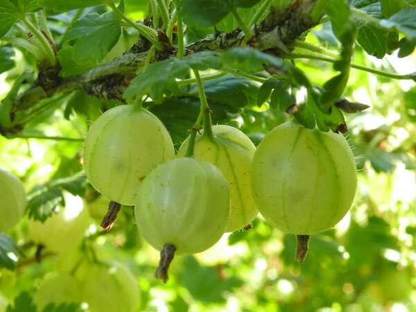 Gooseberry