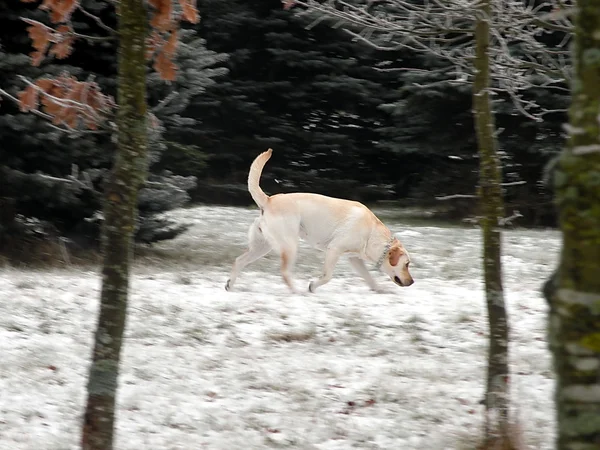 stock image Dog - Labrador ratriever