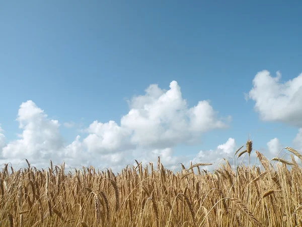 Agriculture field — Stock Photo, Image