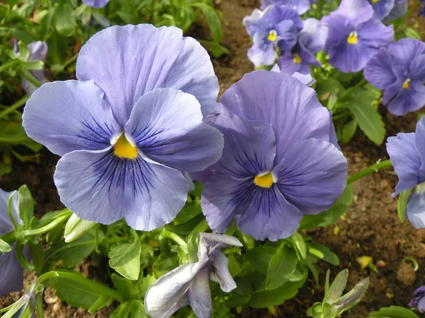 Viola blu — Foto Stock