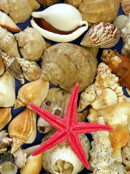 Peixe estrela vermelha e conchas — Fotografia de Stock