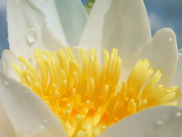 Bunga bakung — Stok Foto
