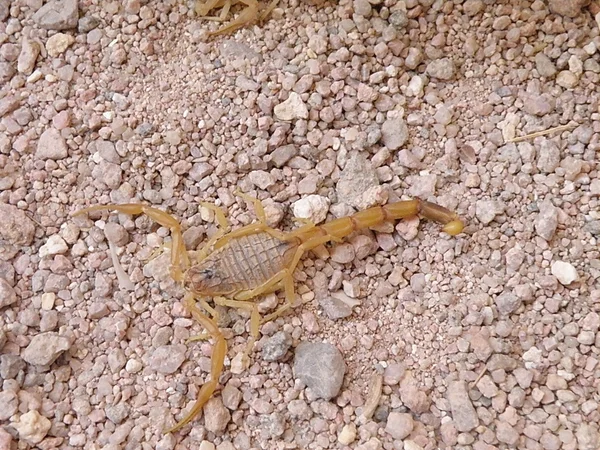 Скорпион — стоковое фото