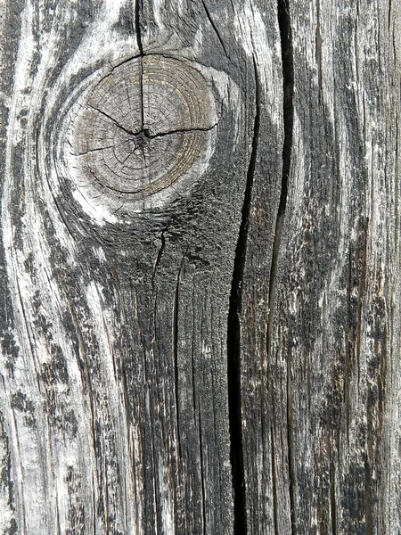 Textura de madeira — Fotografia de Stock