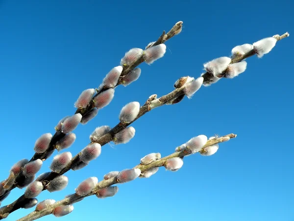 Branche d'osier de printemps — Photo