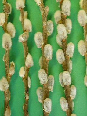 pissy söğüt dalı