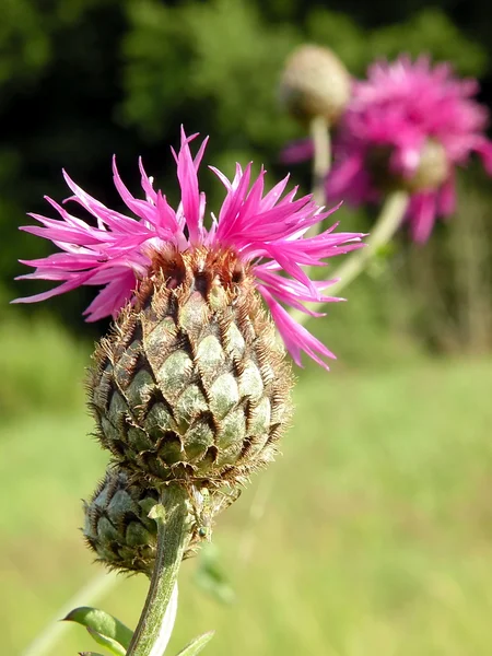 Pink cornflower — Stock Photo, Image