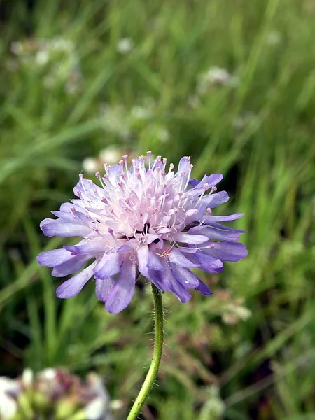 Flor violeta — Fotografia de Stock