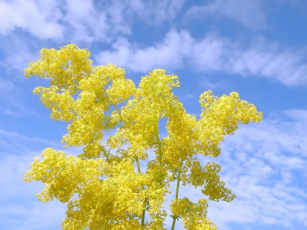 Gul blomma — Stockfoto