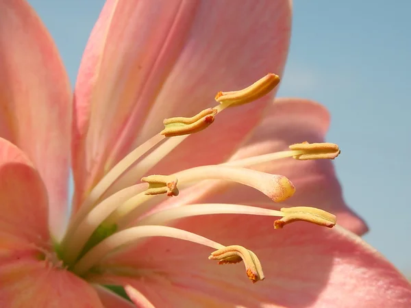Şeftali lily — Stok fotoğraf