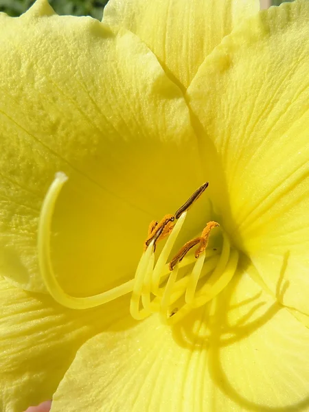 Κίτρινο κρίνο — Φωτογραφία Αρχείου