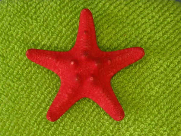Red fish star — Stock Photo, Image