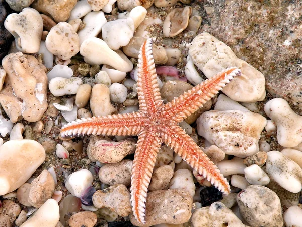 赤い星の魚 — ストック写真