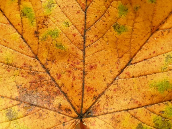 Maple leaf textuur — Stockfoto