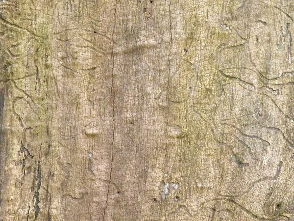 木の表面をむしばむ — ストック写真