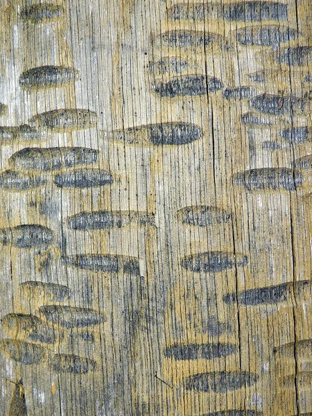 Superficie in legno grezzo — Foto Stock