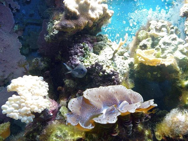Korálový útes — Stock fotografie
