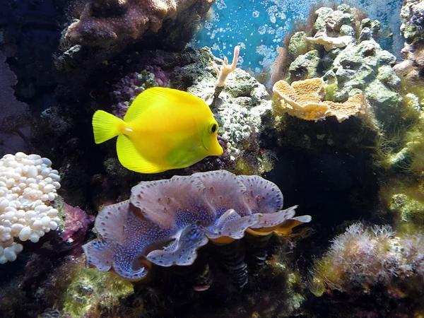 金黄的鱼和珊瑚 — 图库照片