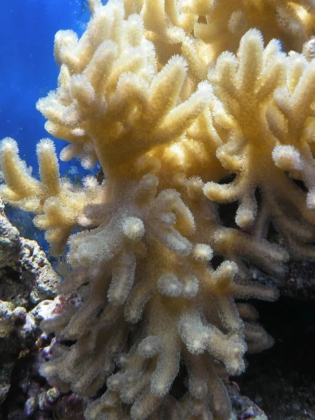 Gul korall — Stockfoto