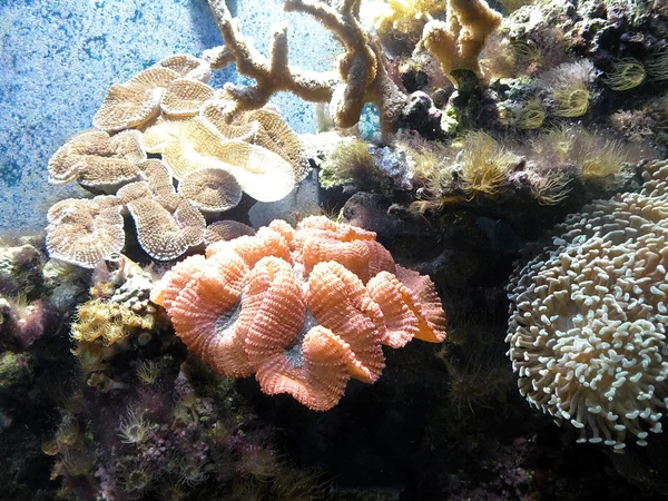 Růžový korál — Stock fotografie
