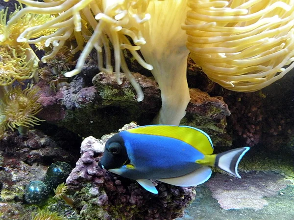 Blaue Fische und Korallenriffe — Stockfoto